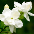 茉莉花