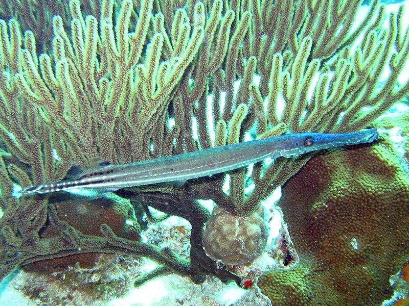 管口魚科 管口魚科