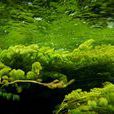 水藻