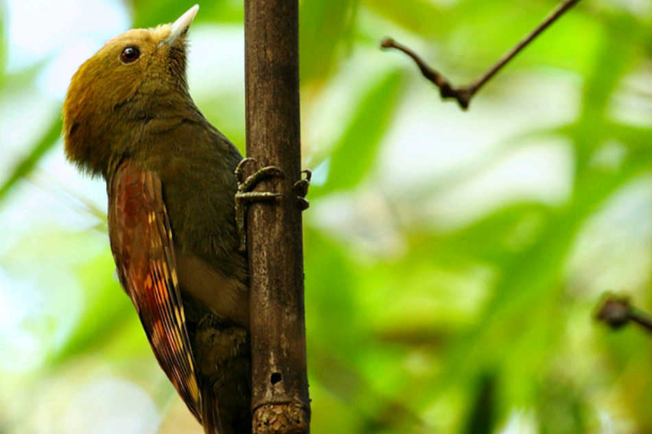 竹啄木鳥指名亞種