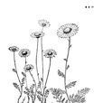 白花匹菊 白花匹菊