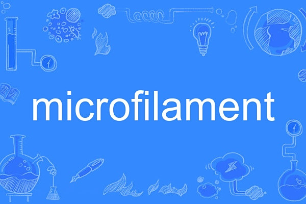 microfilament microfilament