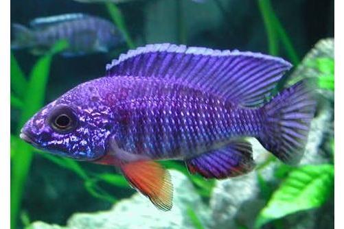 美麗非洲裙魚 美麗非洲裙魚