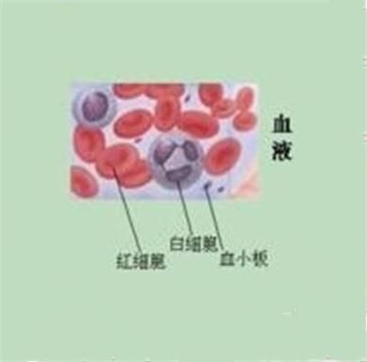血的顏色(不同物種由體內血液的顏色說明) 血的顏色(不同物種由體內血液的顏色說明)