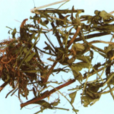 香排草 香排草