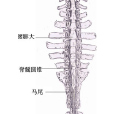 腰膨大 腰膨大