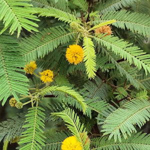 長刺金合歡