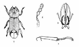 雙鉤異翅長蠹身體結構