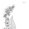 長戟橐吾 長戟橐吾