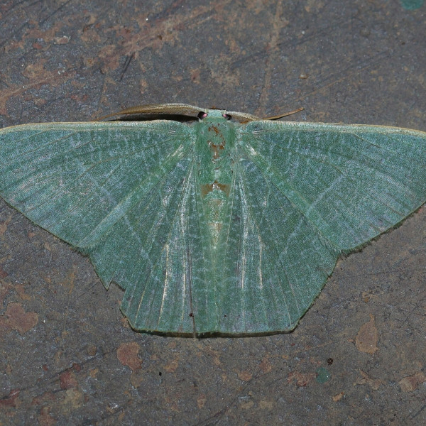 渺樟翠尺蛾