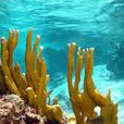 尖頭鹿角珊瑚