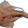 巨海蝠魚 巨海蝠魚
