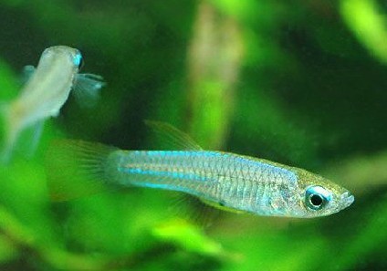 藍眼燈魚