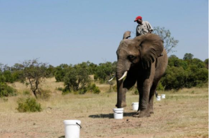美軍訓練大象排雷
