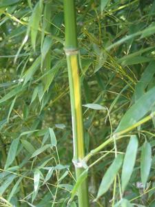 短穗竹