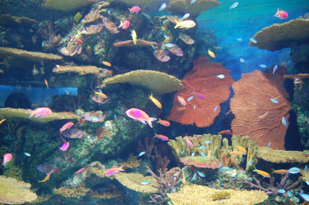 新疆和田海洋水族館