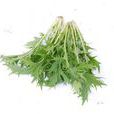 銀絲菜 銀絲菜