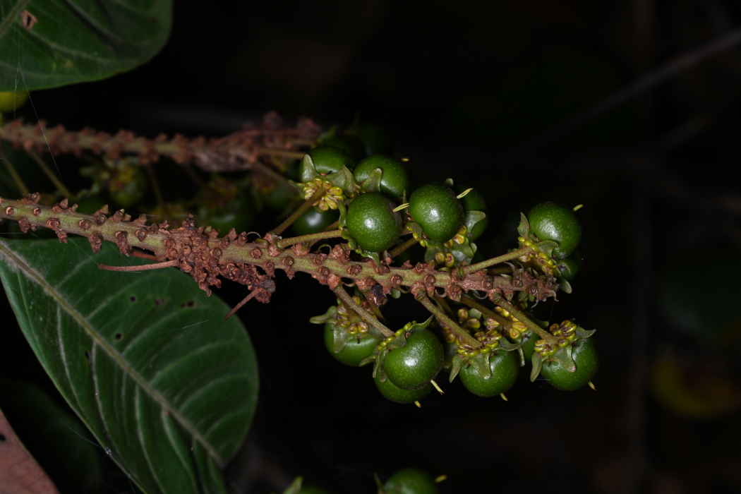 Byrsonima aerugo