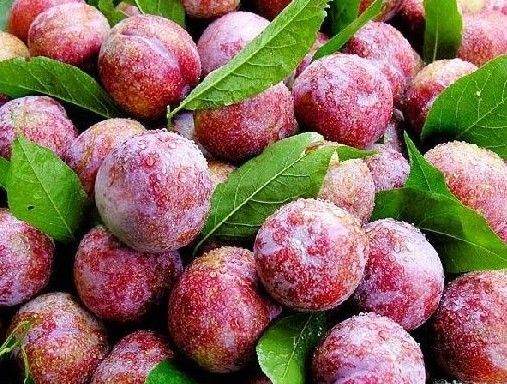 華南李 華南李