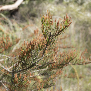 Allocasuarina paradoxa