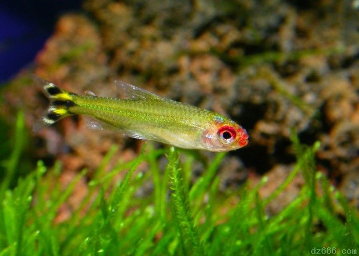 血鰭魚 血鰭魚