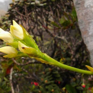 Megastylis rara