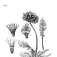裂葉翼首花(裂葉翼首花) 裂葉翼首花(裂葉翼首花)