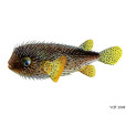 眶斑刺魨魚 眶斑刺魨魚