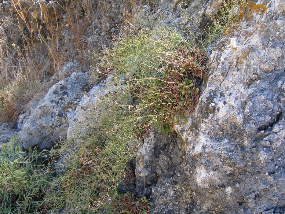 Limonium arcuatum