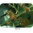 褐穗莎草 褐穗莎草