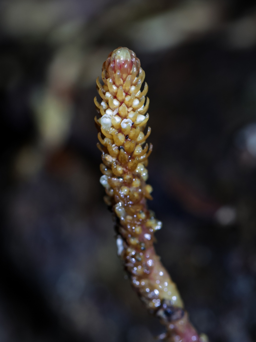 Epirixanthes kinabaluensis Epirixanthes kinabaluensis