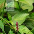 杖藜(中央種子目藜科植物) 杖藜(中央種子目藜科植物)