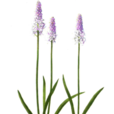 綿棗兒(植物) 綿棗兒(植物)