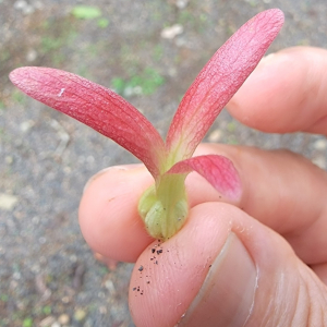 無蟻蓼樹