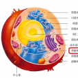 細胞質基質(細胞溶膠) 細胞質基質(細胞溶膠)