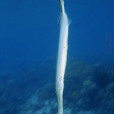 喇叭魚(管口魚) 喇叭魚(管口魚)