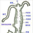 水螅體 水螅體