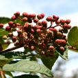 石山花椒(植物) 石山花椒(植物)
