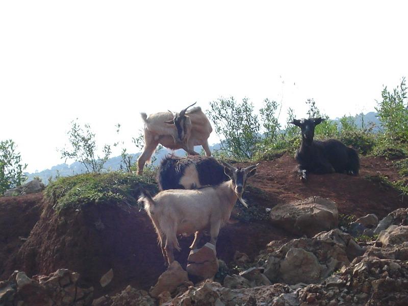 皮牛村山羊養殖業