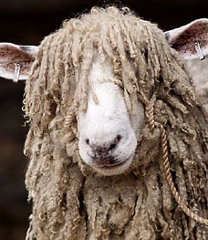 科茨沃爾德長毛綿羊