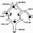 Wills環
