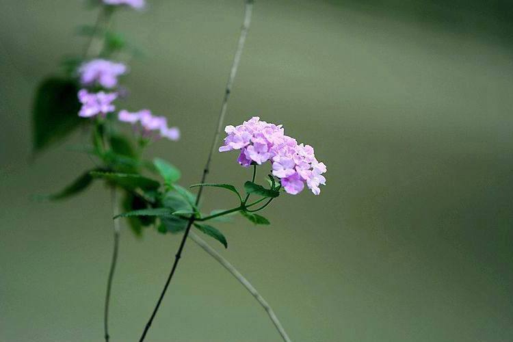 紫花丹(紫花藤)