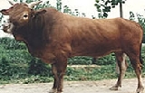 利木贊牛