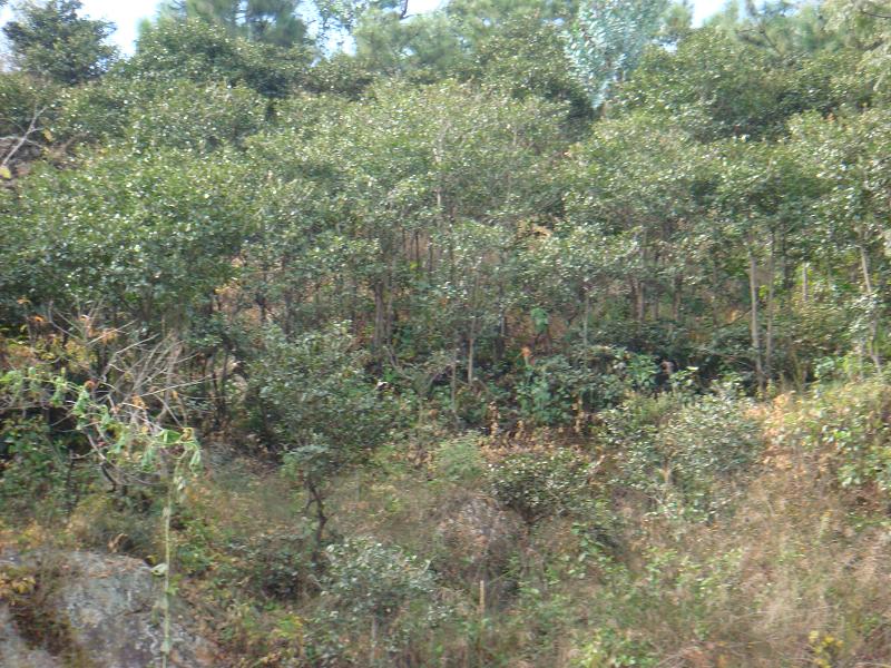 阜城村生態林