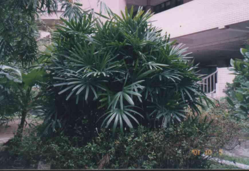 棕竹