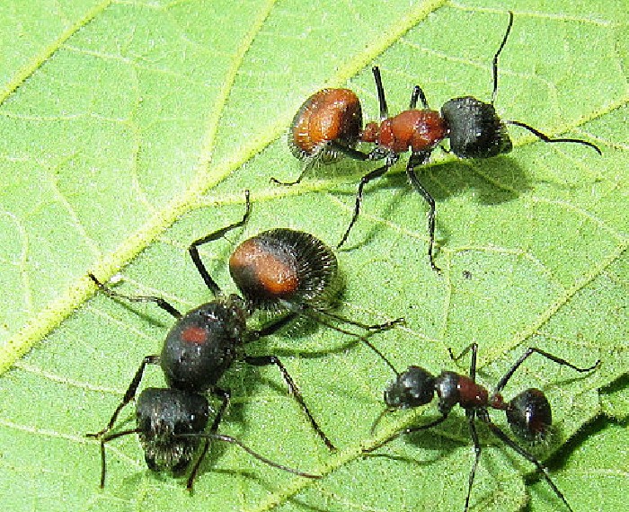 香斑弓背蟻
