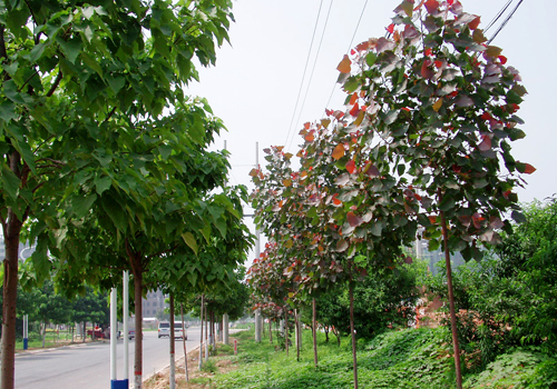 中紅楊與普通綠化樹種的對比