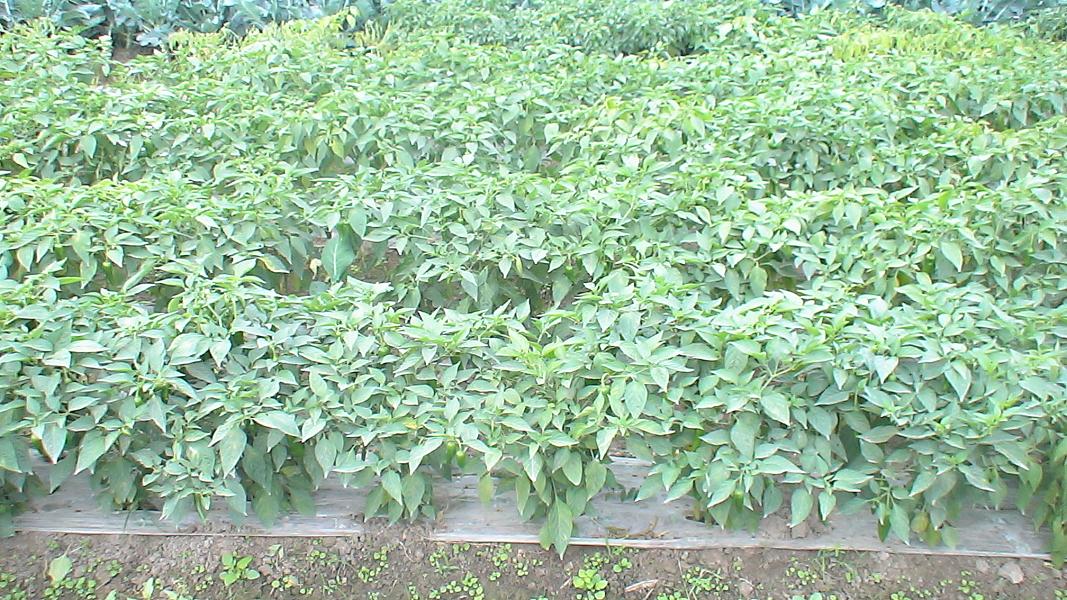 金西村-辣椒種植