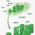 類囊體 類囊體