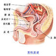 尿道 尿道